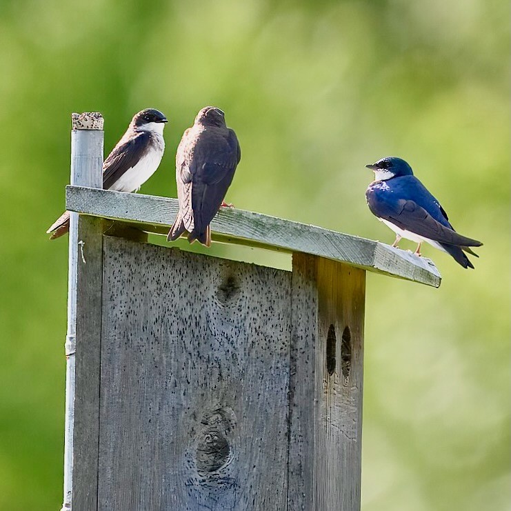 Tree swallow patuxent research refuge north tract 6.20.24 by lwolfartist is licensed under CC BY 2.0.